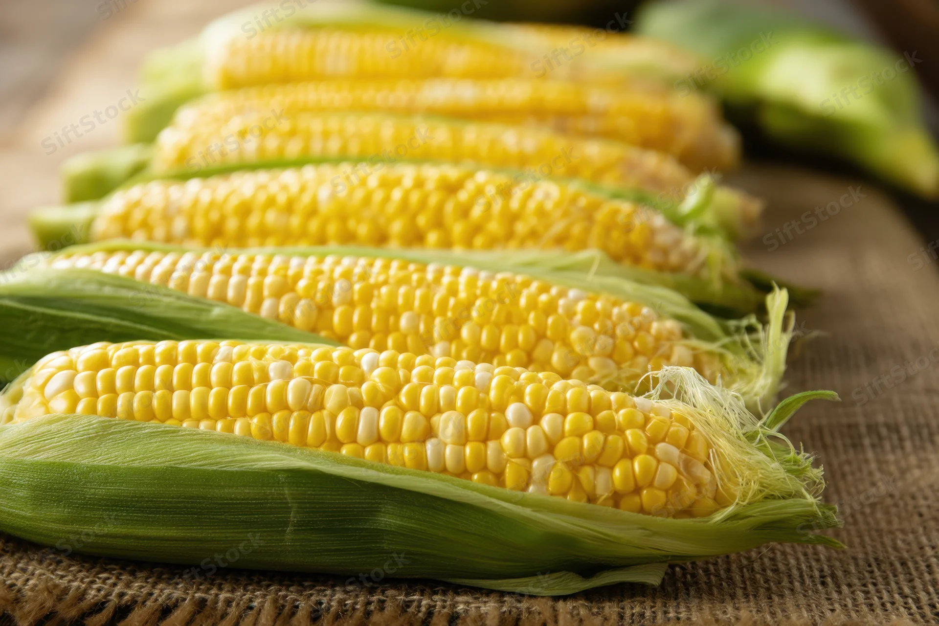 Fresh corn on the cob arranged in a row on rustic burlap fabric