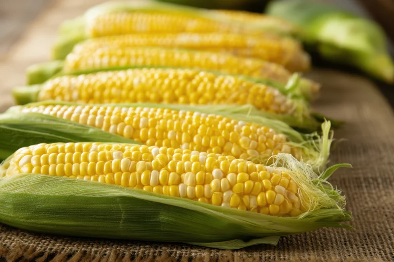 Fresh corn on the cob arranged in a row on rustic burlap fabric
