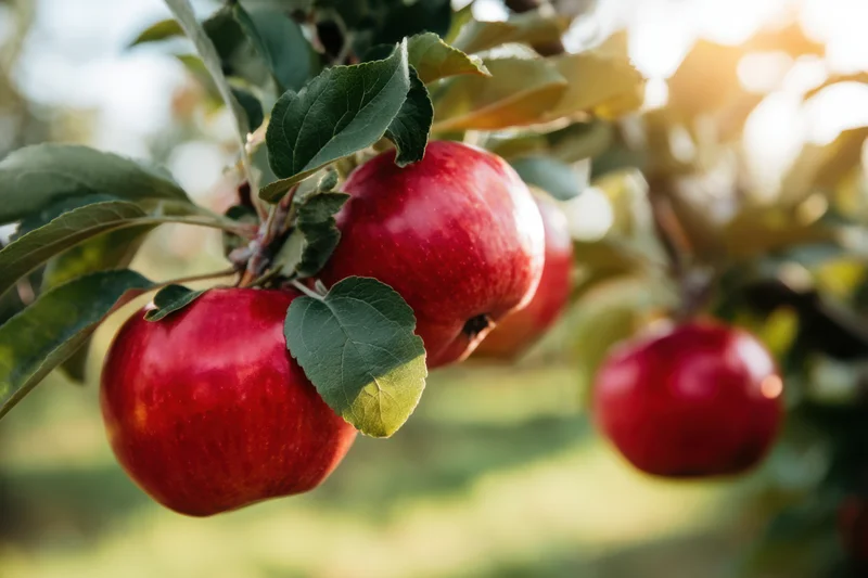 Ripe red apples hanging on a tree branch in an orchard during autumn sunlight