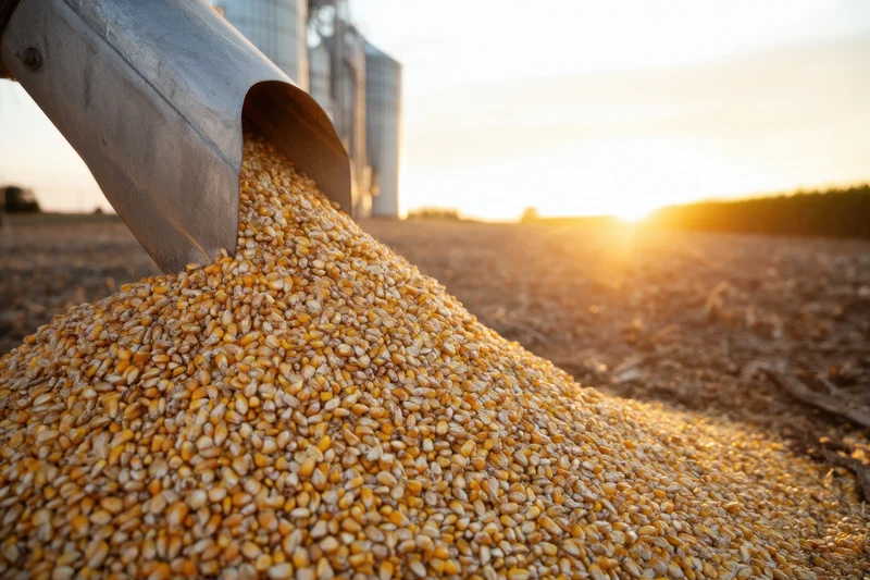 Corn kernels pouring from a metal chute into a pile in a harvested field at sunset