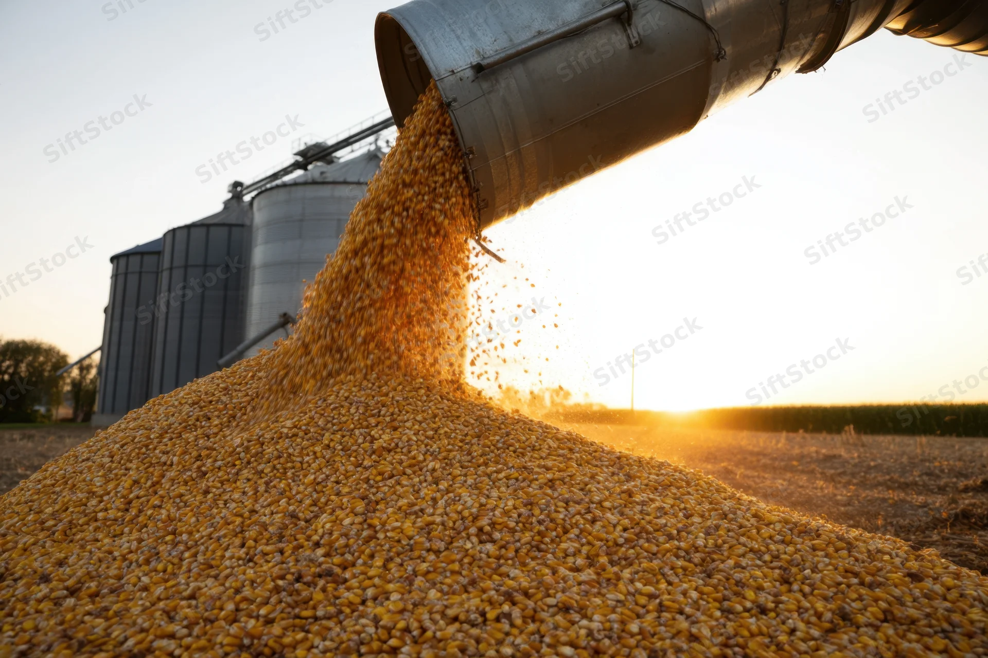 Corn pouring from a metal chute into a pile at a farm field during sunset