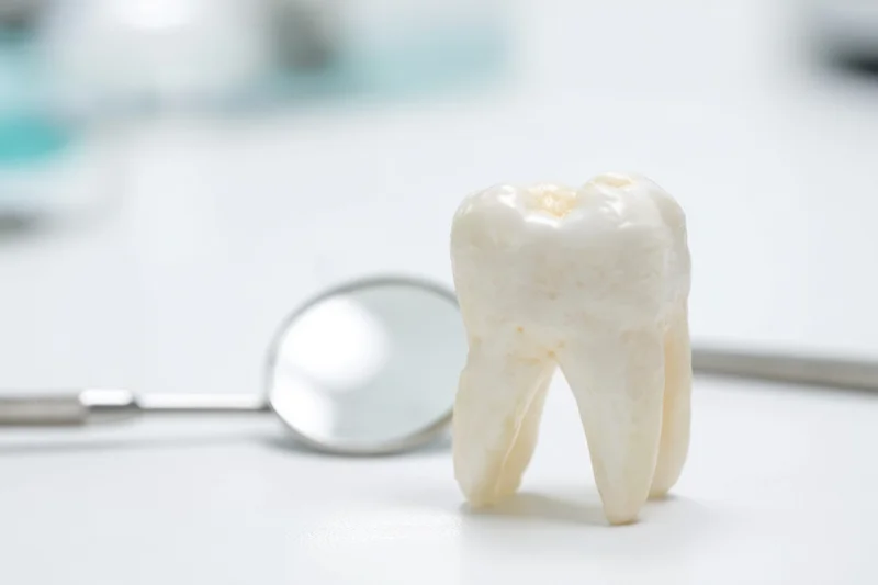 A molar tooth model standing upright next to a dental mirror on a white surface