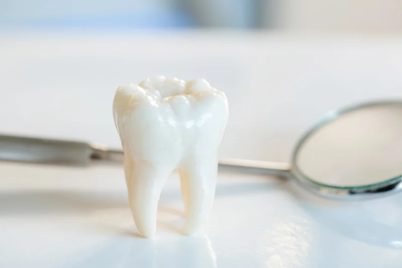 A molar tooth model standing upright on a white surface beside a dental mirror and tool