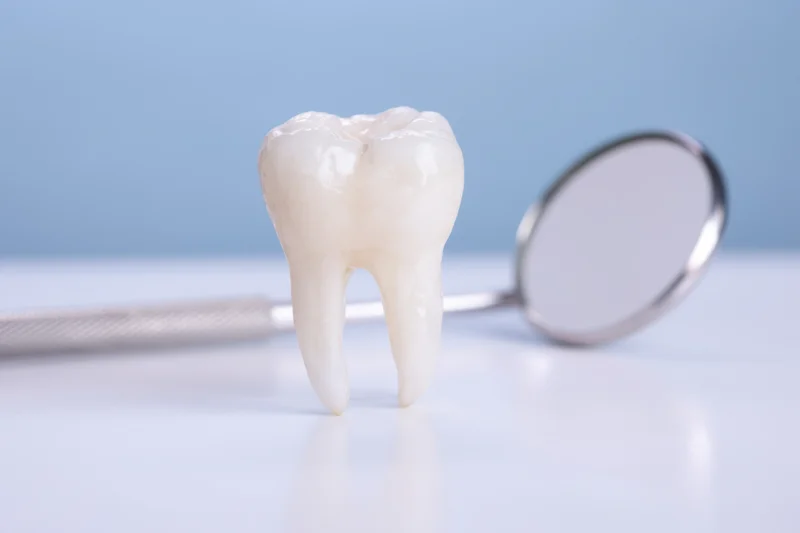 A white tooth model standing upright next to a dental mirror on a reflective surface