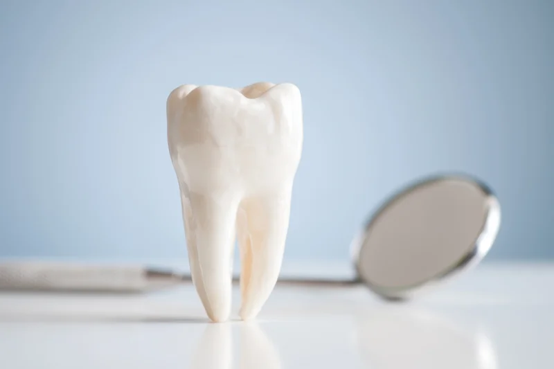 A white tooth model standing upright next to a dental mirror on a clean surface