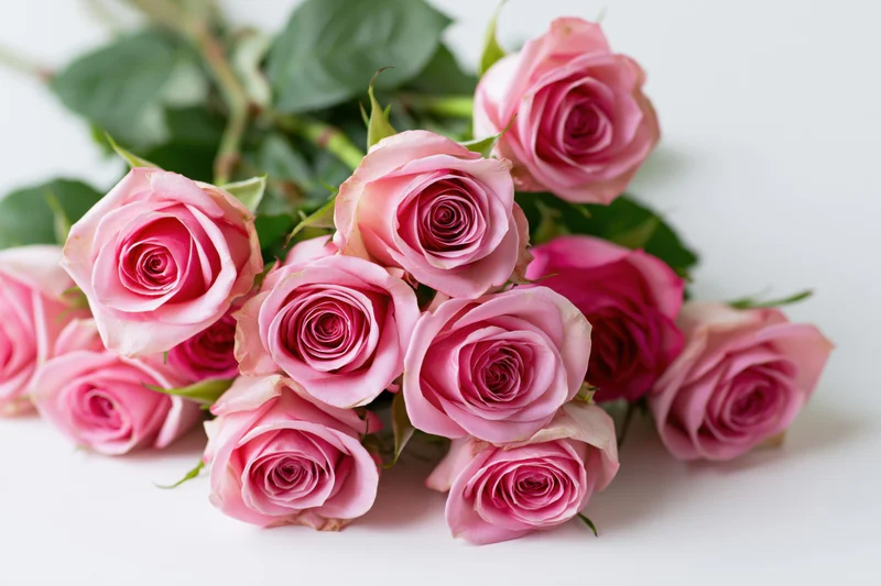 Bouquet of fresh pink roses with green leaves laid flat on white surface