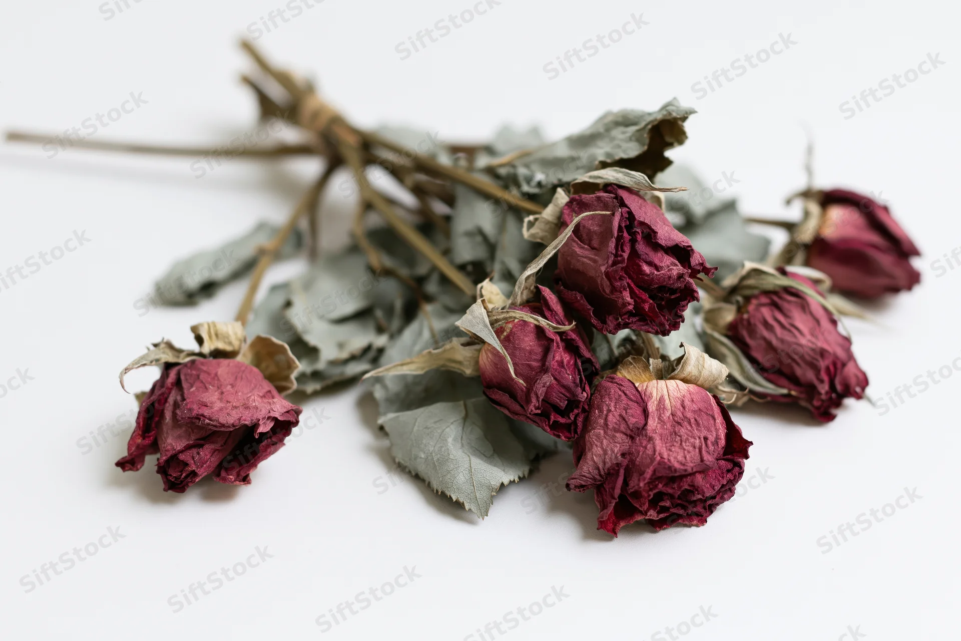 Dried dead roses arranged in a flat bundle on a plain white surface