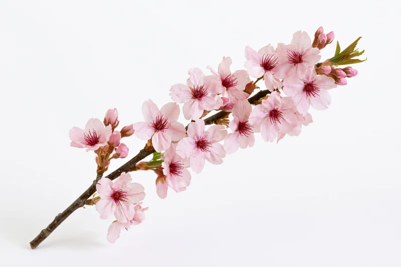 Cherry blossom branch with open pink flowers and buds on white background