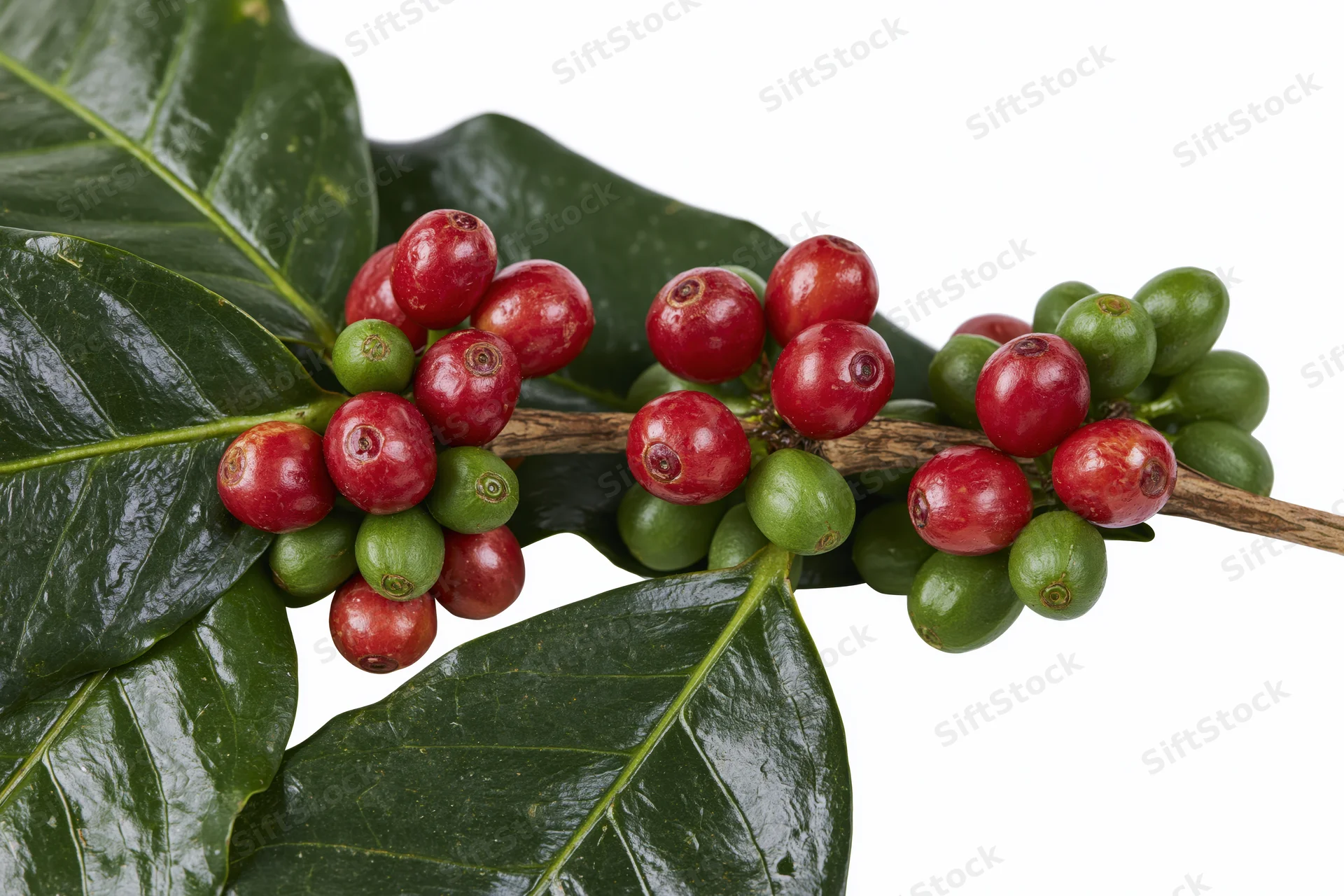 Coffee plant branch with clusters of ripe red and unripe green cherries among dark green leaves on white background