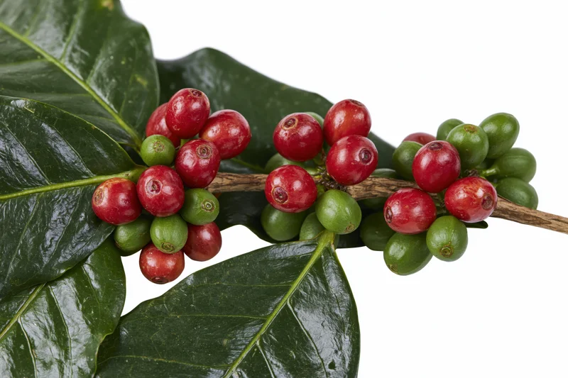 Coffee plant branch with clusters of ripe red and unripe green cherries among dark green leaves on white background