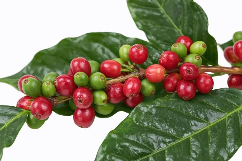 Coffee plant branch with clusters of ripe red and unripe green cherries among dark green leaves on white background