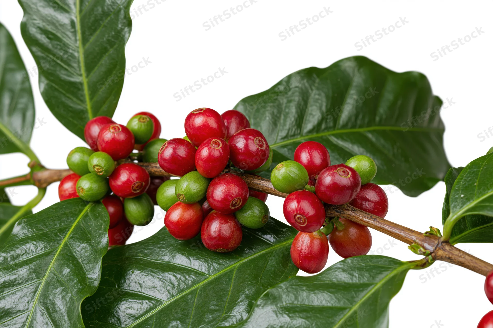 Coffee plant branch with clusters of ripe red and unripe green cherries among glossy green leaves on white background