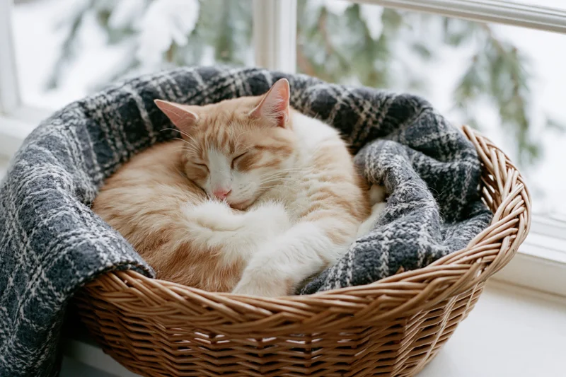 Ginger and cream tabby cat sleeping curled in a wicker basket lined with a plaid blanket by a window