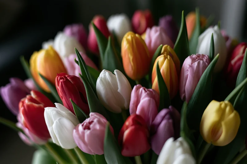 Dense bouquet of mixed tulips in various bloom stages arranged closely together