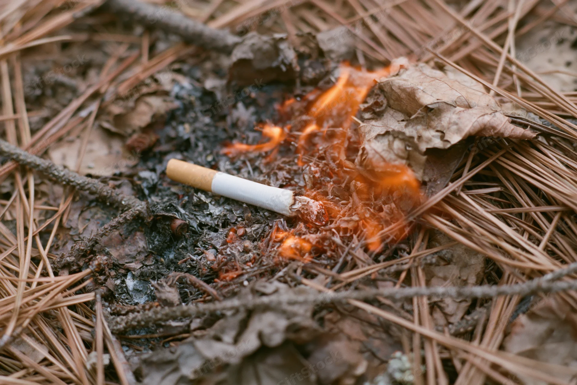 Discarded cigarette butt burning among dry pine needles on forest floor