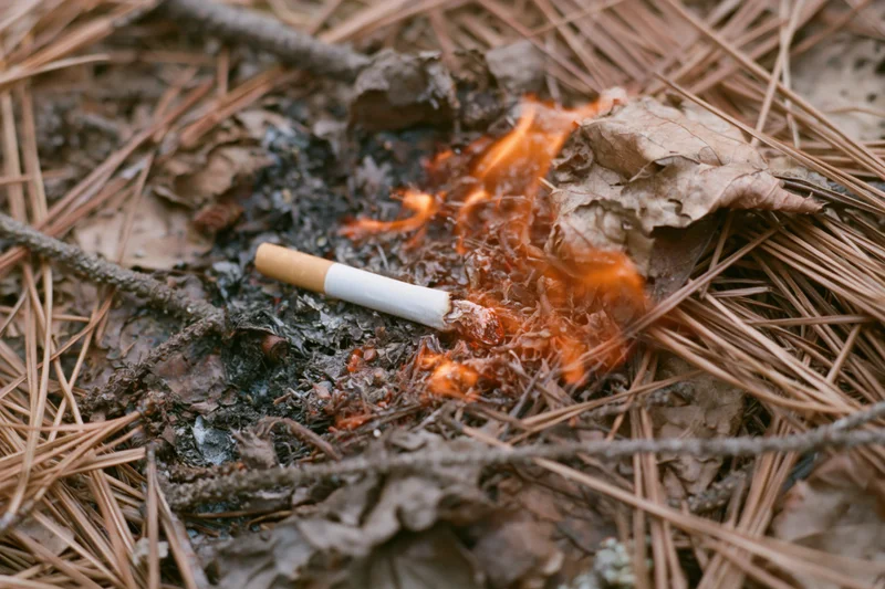 Discarded cigarette butt burning among dry pine needles on forest floor