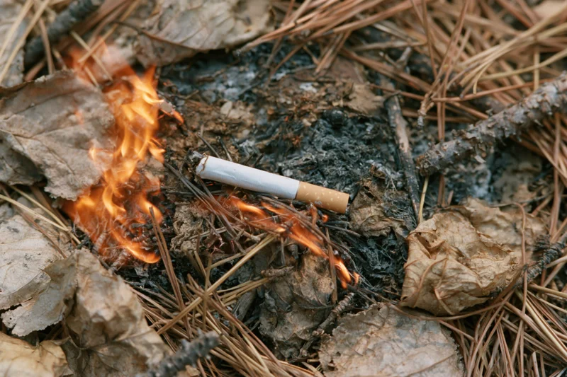 Discarded cigarette burning among dry pine needles on forest floor