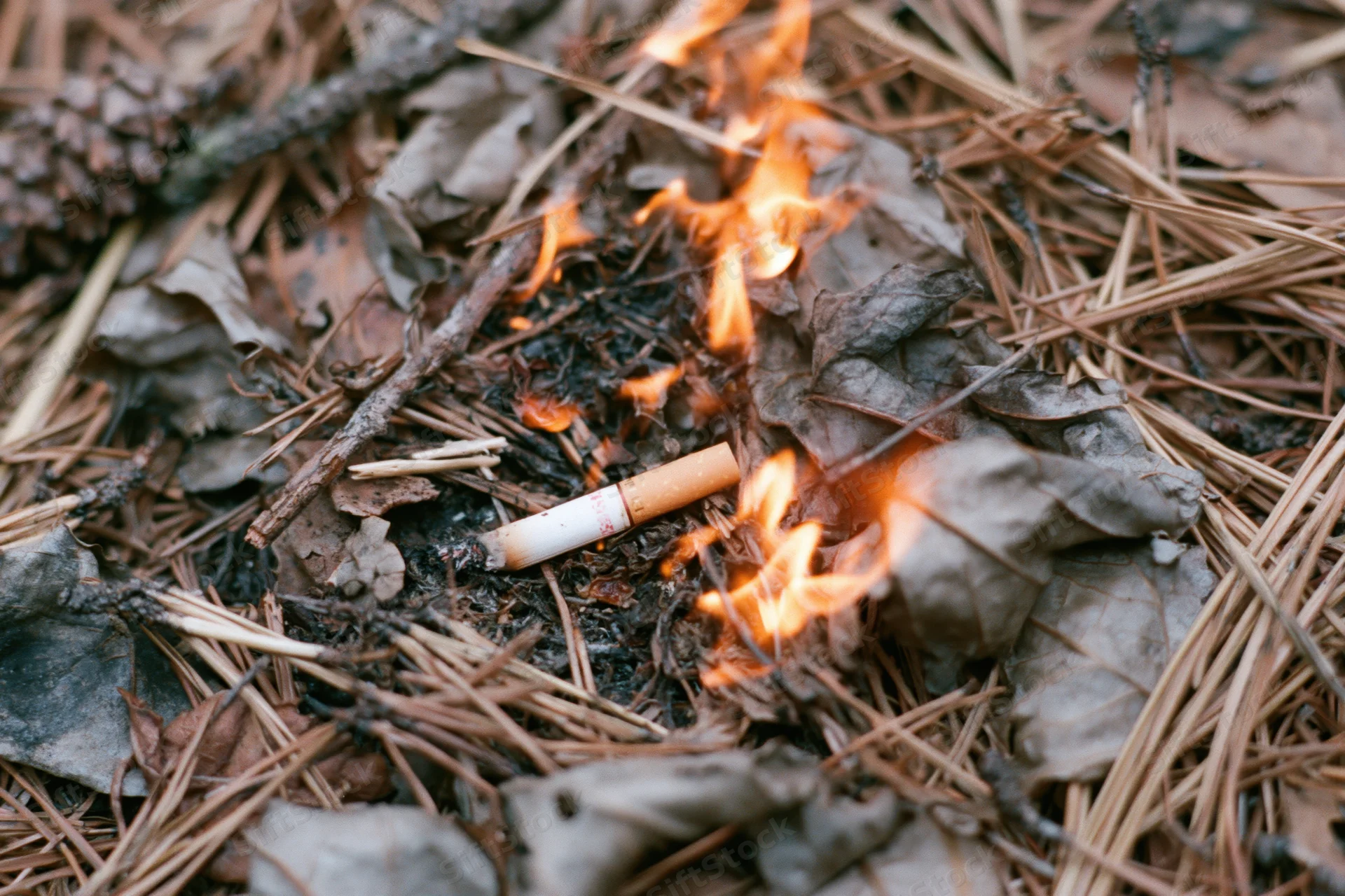 Discarded cigarette butt burning among dry pine needles on forest floor