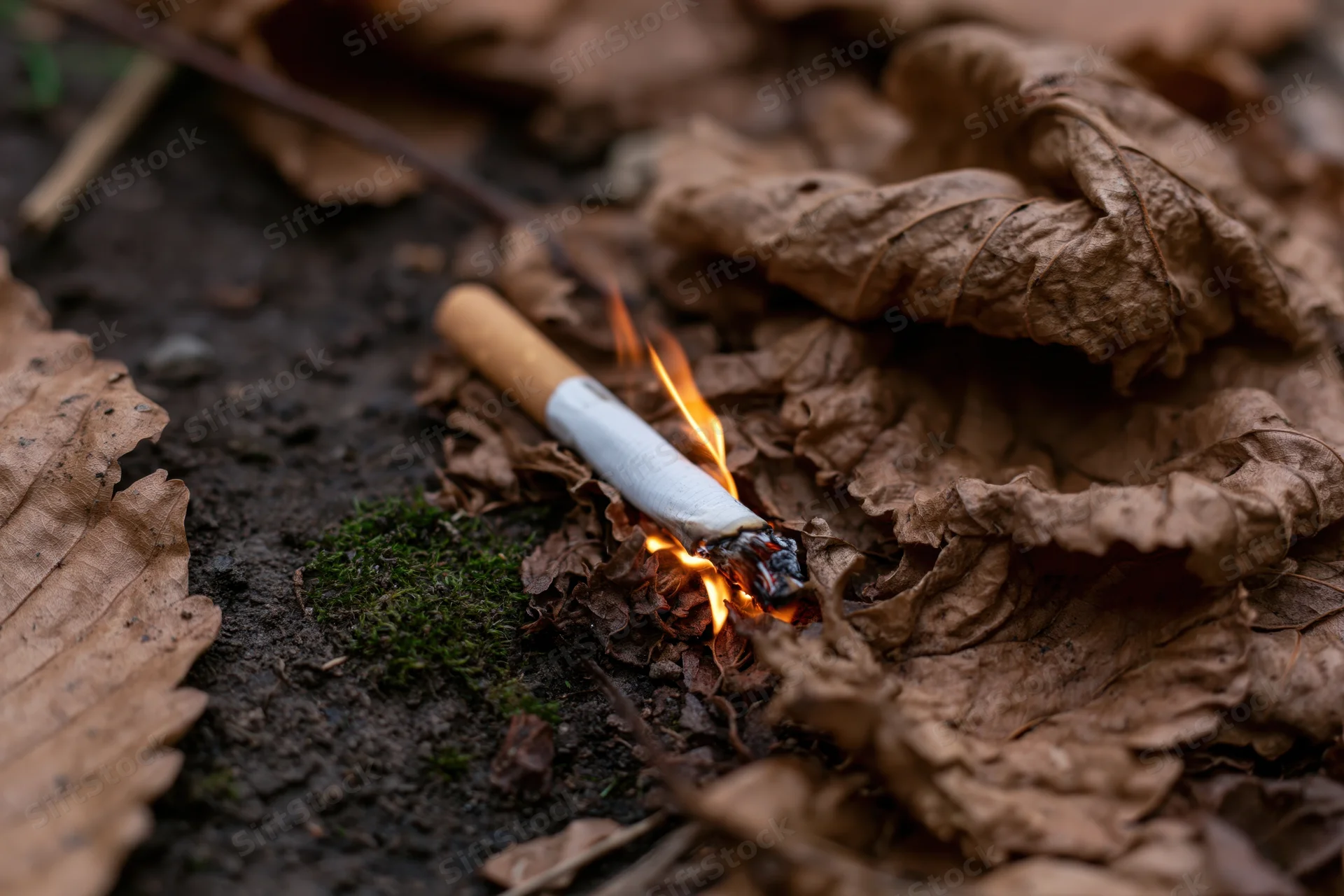 Lit cigarette burning on dry fallen leaves in a forest floor setting