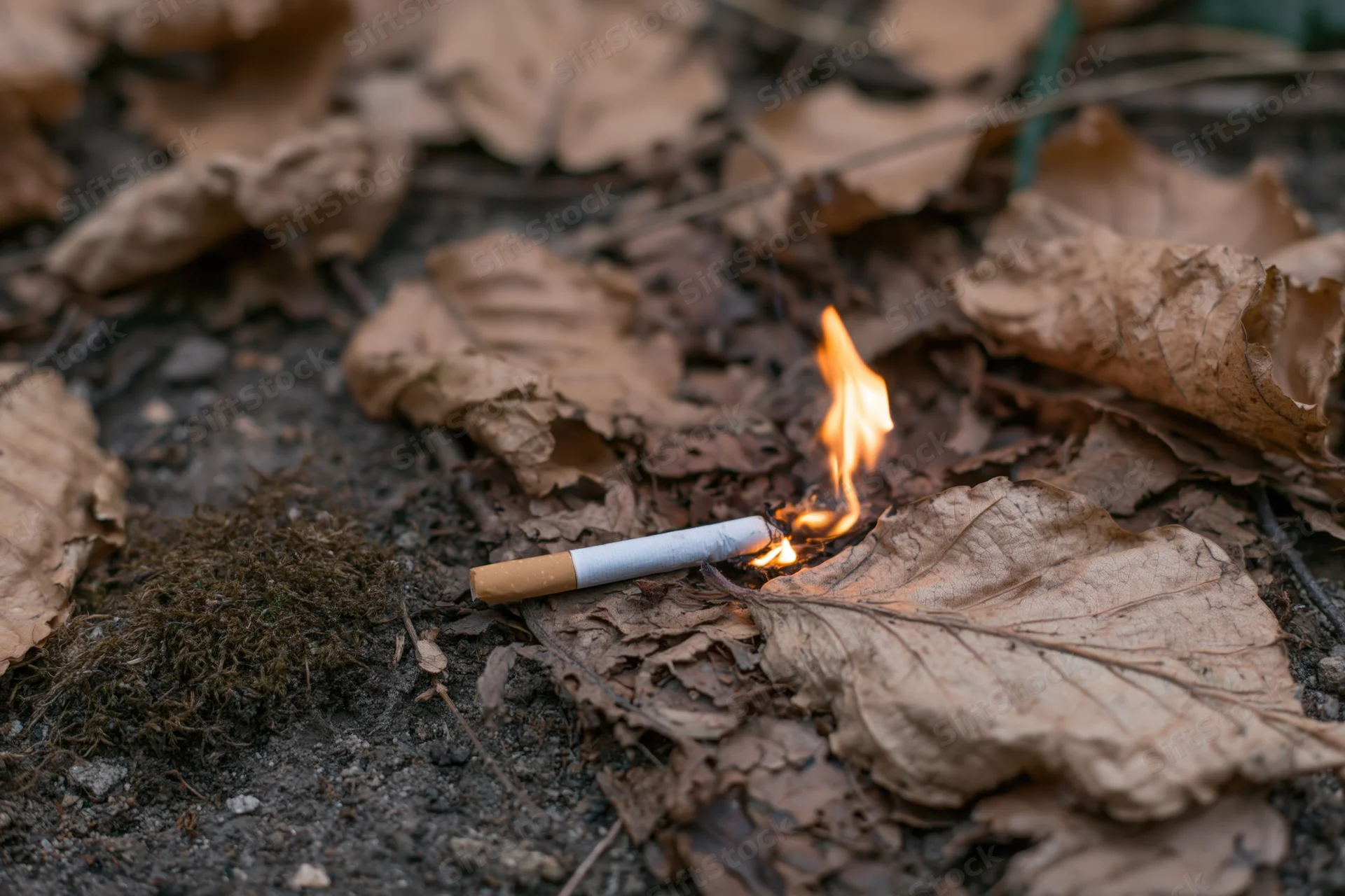 Lit cigarette burning on dry fallen leaves in forest ground with moss and soil
