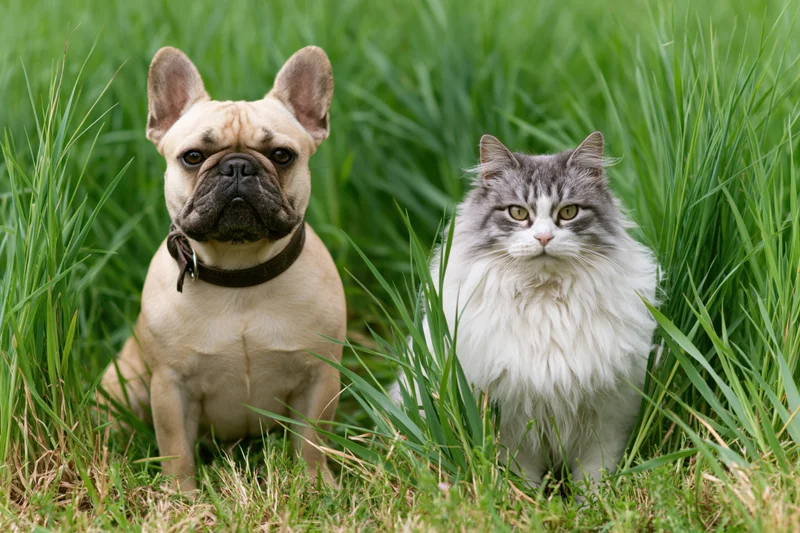 Fawn french bulldog and white-grey fluffy cat sitting together in tall green grass