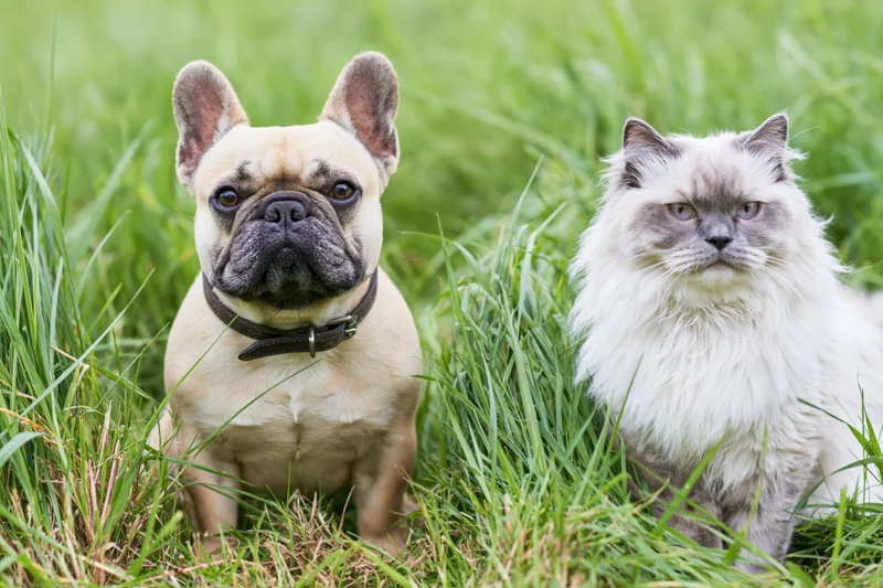 Fawn french bulldog and white-grey ragdoll cat sitting together in green grass