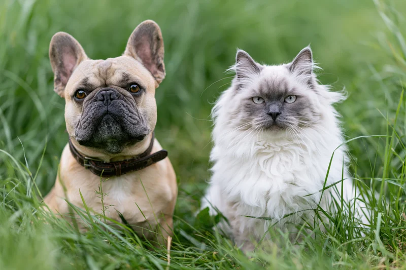 Fawn french bulldog and white-grey fluffy cat sitting together in tall green grass