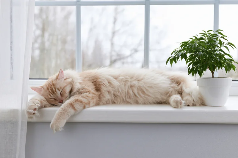 Fluffy ginger and cream cat sleeping stretched out on a windowsill beside a potted plant