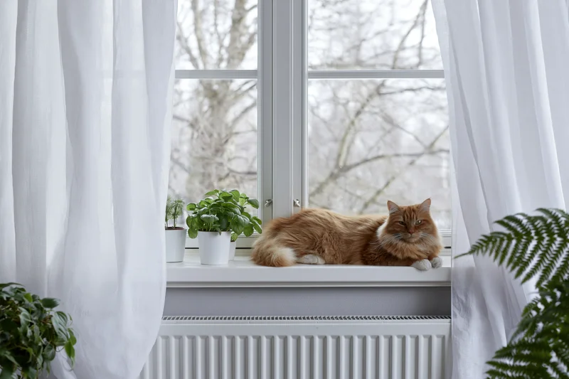 Fluffy ginger cat lounging on white windowsill beside potted plants and sheer curtains in home interior