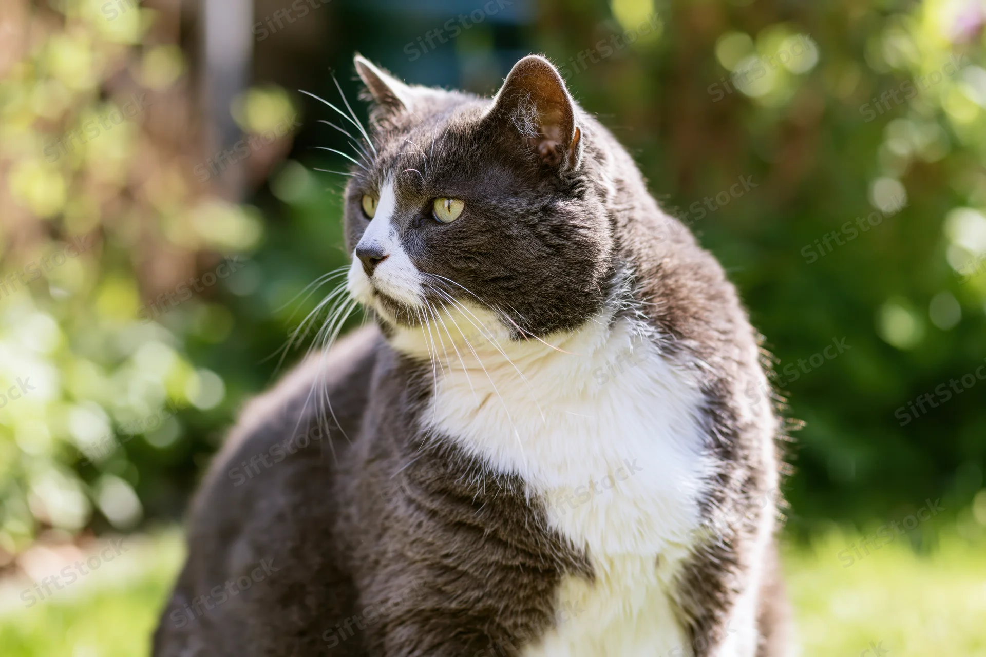 Grey and white domestic cat sitting upright on grass in a sunlit garden