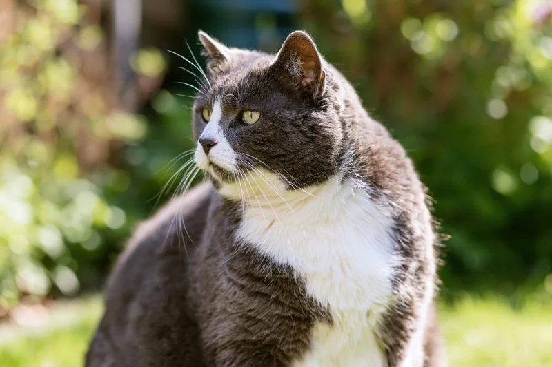 Grey and white domestic cat sitting upright on grass in a sunlit garden