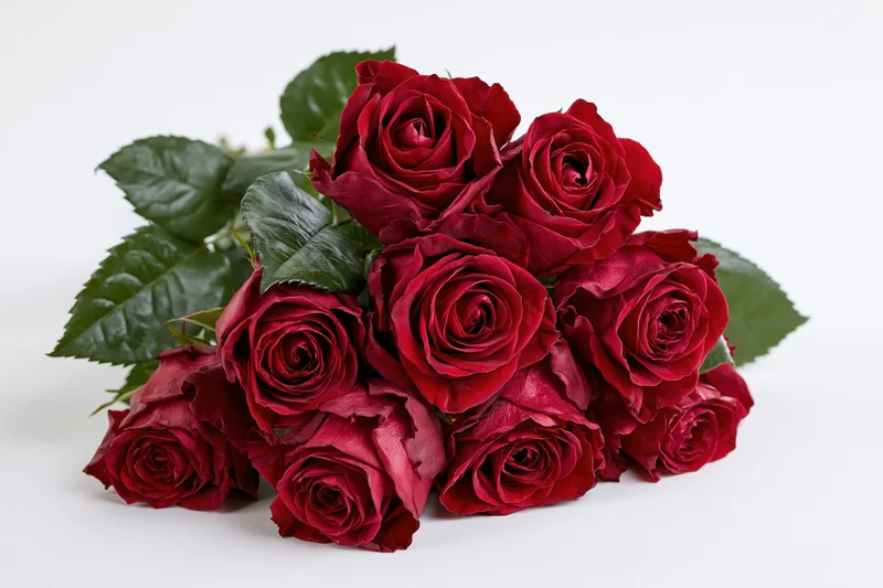 Loose bouquet of deep red roses with dark green leaves on white background