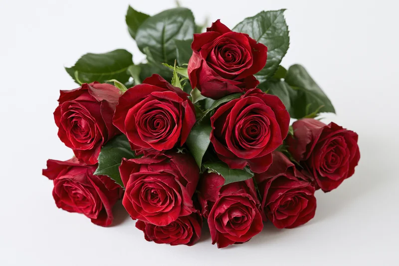 Loose bouquet of deep red roses with dark green leaves on white background