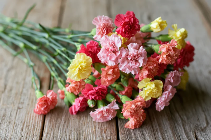 Loose bouquet of mixed mini carnations in pink red yellow arranged on rustic wooden table