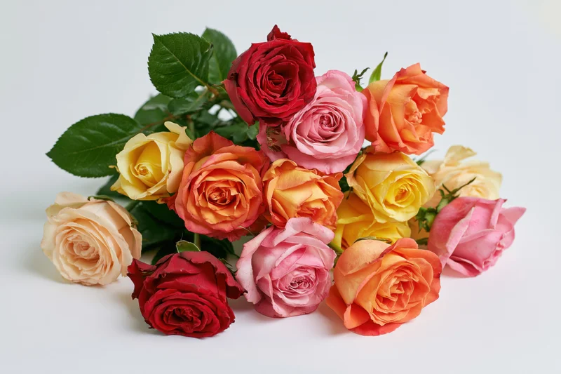 Loose bouquet of mixed roses lying flat on white surface