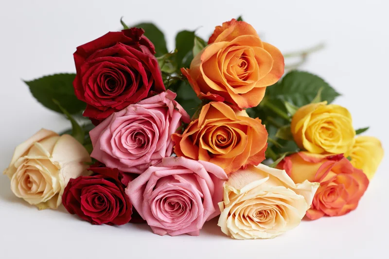 Loose bouquet of mixed roses lying flat on white background