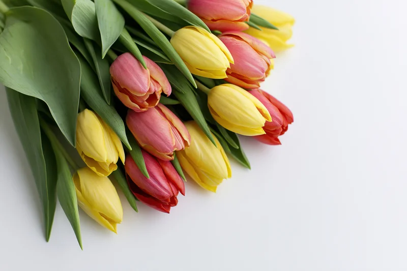 Loose bouquet of yellow pink and red tulips with green stems on white background