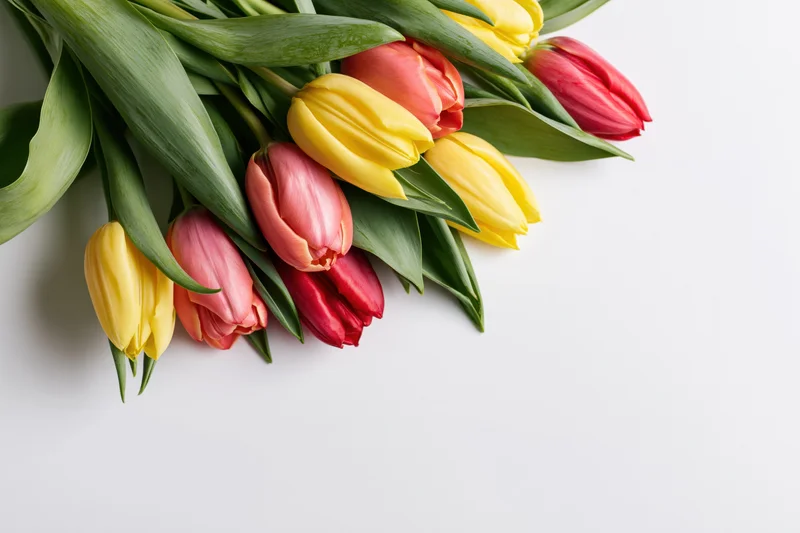 Loose bouquet of yellow pink and red tulips with green stems arranged on white surface