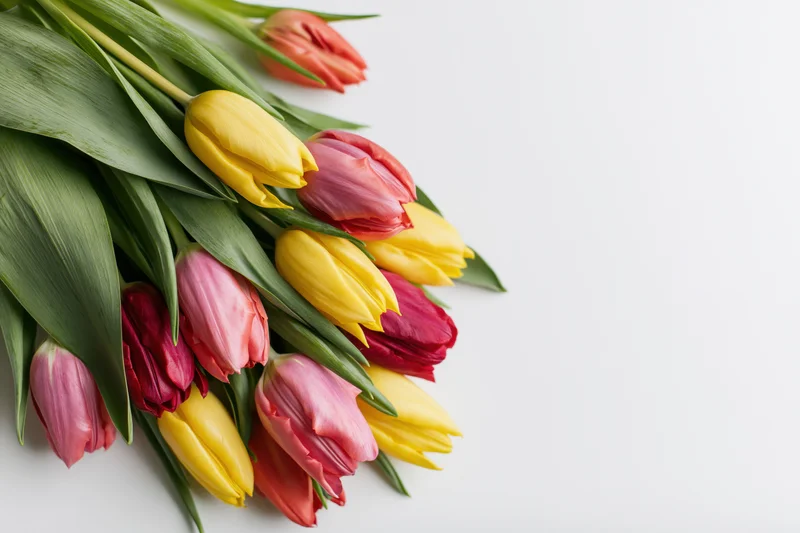 Loose bouquet of yellow pink and red tulips with green stems arranged on white background