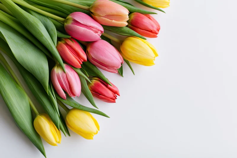 Loose bouquet of yellow pink and red tulips with green stems arranged on white background