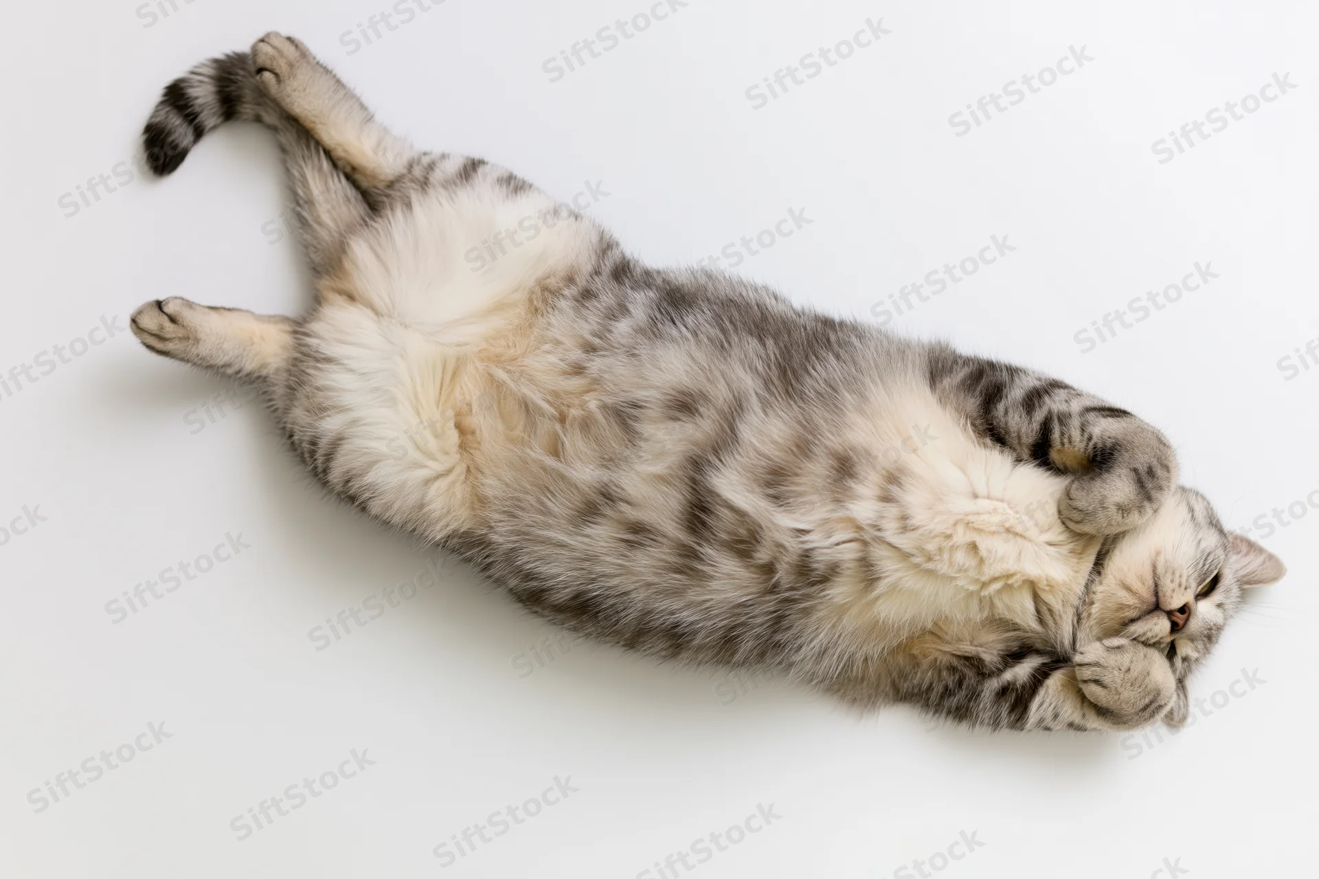 Silver tabby cat lying on its back with paws tucked and eyes closed on white background