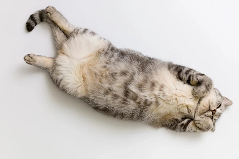 Silver tabby cat lying on its back with paws tucked and eyes closed on white background