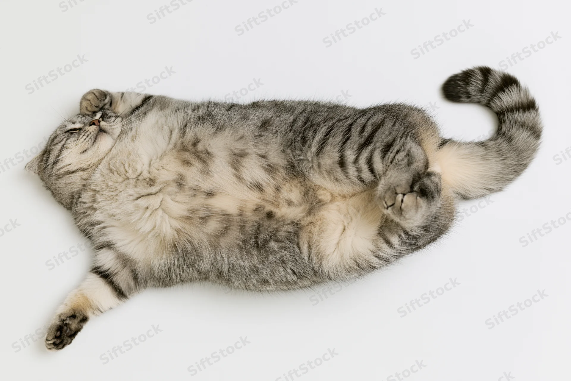 Silver tabby cat lying on its back with paws tucked and eyes closed on white background