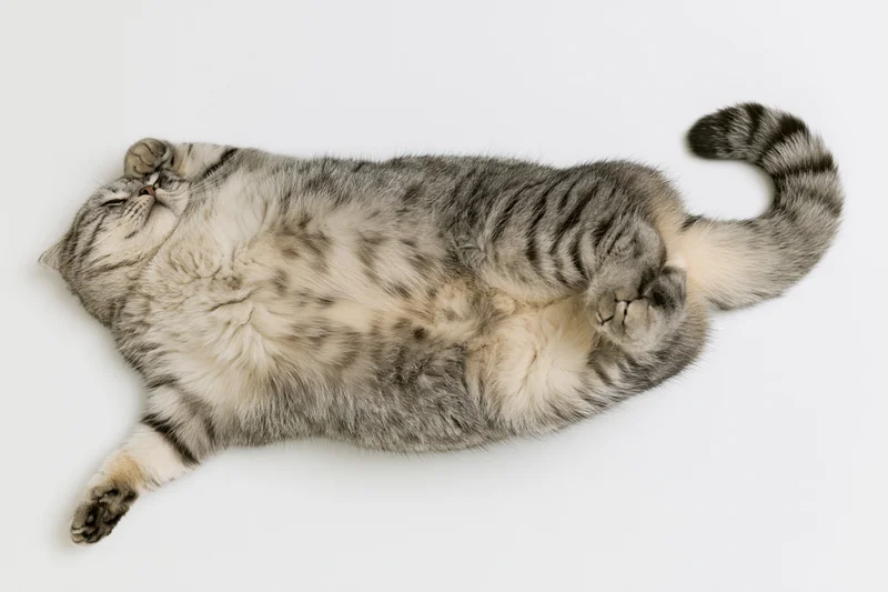 Silver tabby cat lying on its back with paws tucked and eyes closed on white background
