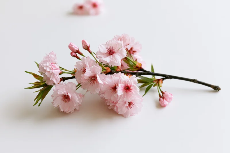 Cherry blossom branch with open pink flowers and buds lying on white surface