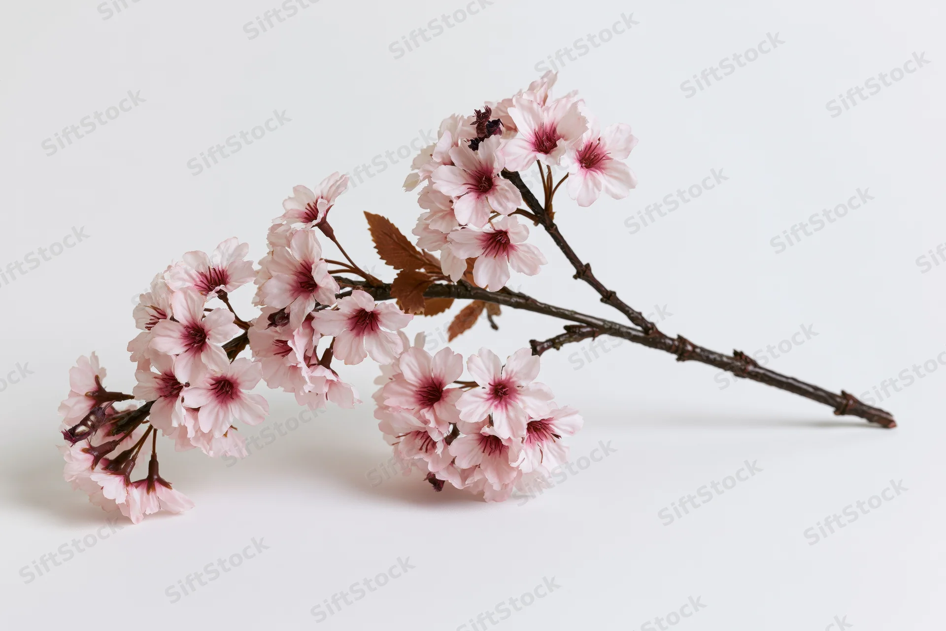 Cherry blossom branch with clusters of pale pink flowers arranged on a white background