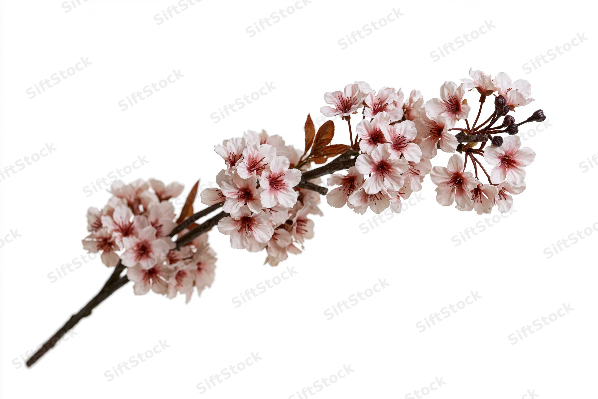 Cherry blossom branch with clusters of pale pink flowers isolated on white background