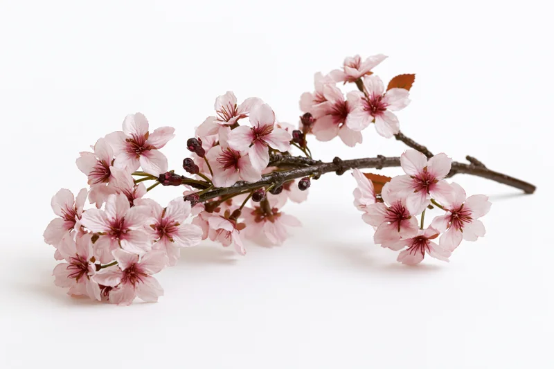 Cherry blossom branch with clusters of pale pink flowers arranged on white background