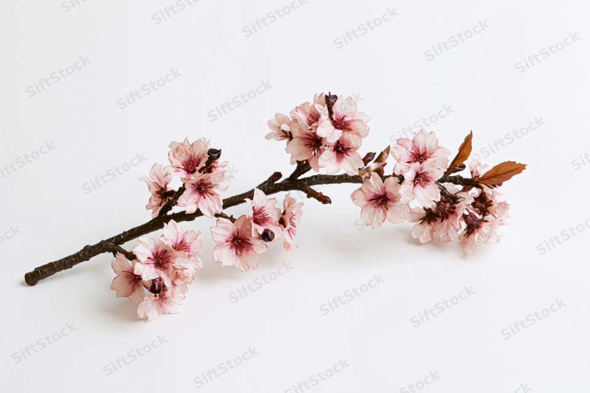 Cherry blossom branch with clusters of pale pink flowers arranged on white background