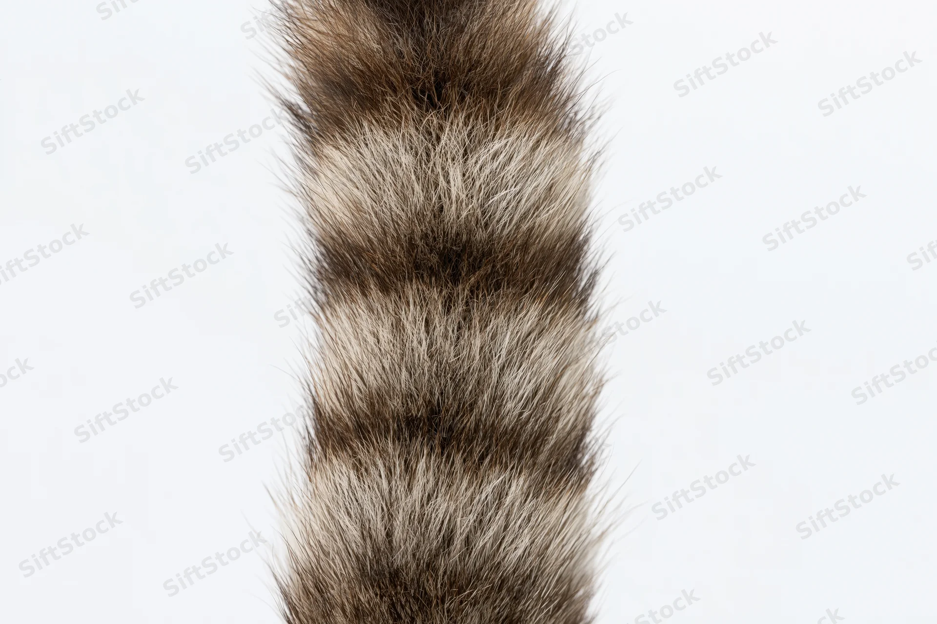 Raccoon tail with striped fur isolated against white background
